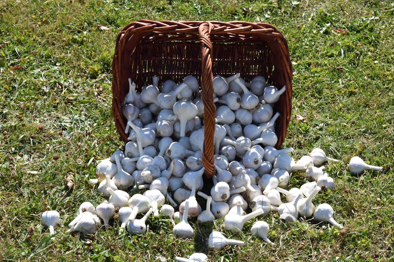 Stone-fired pizza in the oven